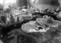 写真：復元のため成隣小学校に運び込まれた化石