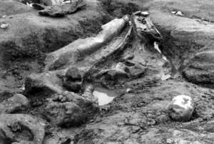 写真：発掘途中の化石