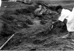 写真：化石の鑑定をする甲野教授