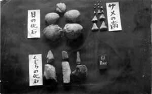 写真：一緒に出土した鮫の歯と貝類の化石