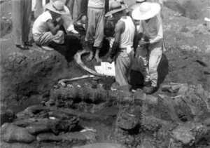 写真：背骨の化石出土のようす