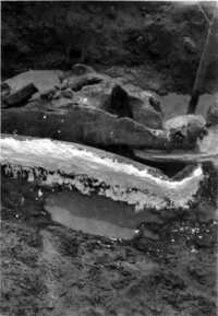 写真：石膏で固められた化石