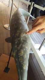 写真：現生コククジラの頭部模型