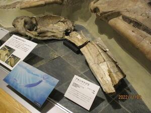 写真：展示のようす1