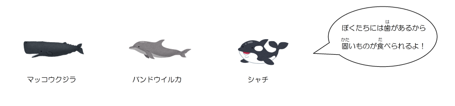 イラスト：ハクジラの仲間(マッコウクジラ・バンドウイルカ・シャチなど)