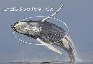 写真：クジラのうね
