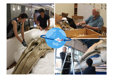 写真：世界中のコククジラとの比較