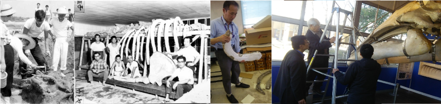 写真：アキシマクジラの研究にかかわった人々