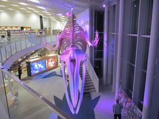 写真：アキシマクジラのライトアップ2