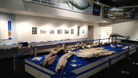 写真：郷土資料室企画展「帰ってきたアキシマクジラ」