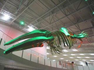 写真：アキシマクジラのライトアップ3