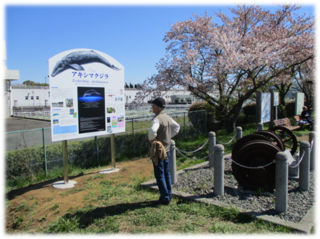 写真：新しいアキシマクジラ案内看板1