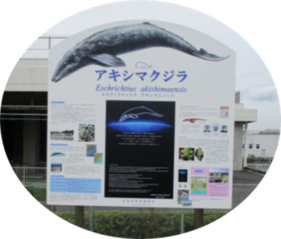 写真：新しいアキシマクジラ案内看板2