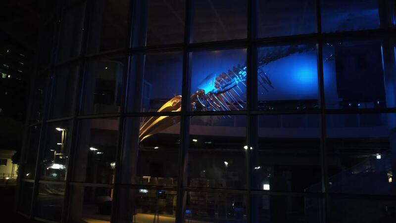 写真：アキシマクジラのライトアップ1