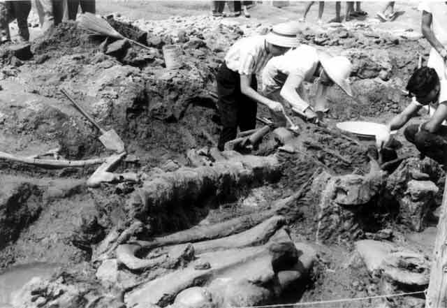 写真：背骨を発掘しているようす