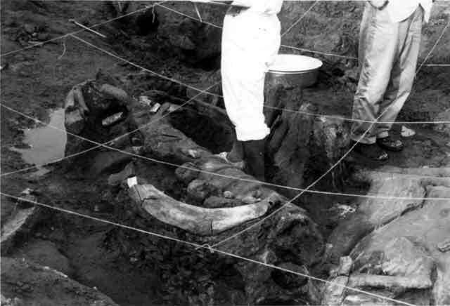 写真：水縄を1メートル間隔で張って計測