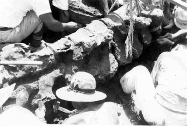 写真：運搬するため脊椎は のこぎりで切りはなされた