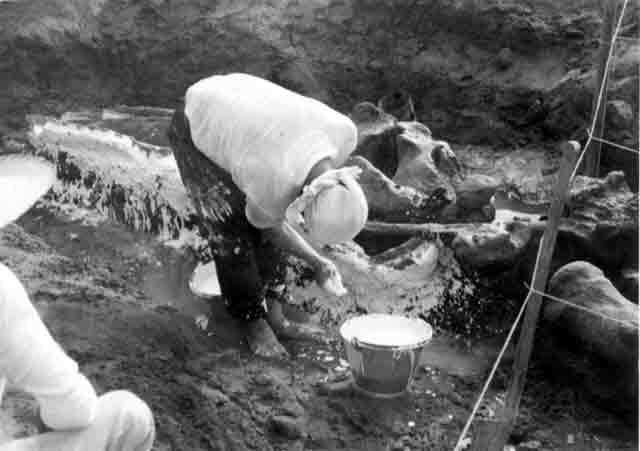 写真：もろくなった箇所を石膏で補強する国立科学博物館の本多技師