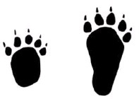 写真：ハクビシン足跡