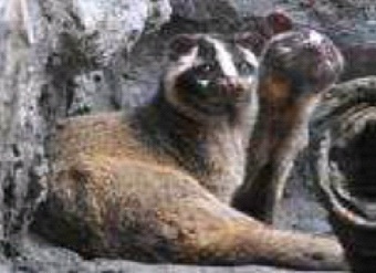 写真：ハクビシン