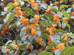 写真：もくせい