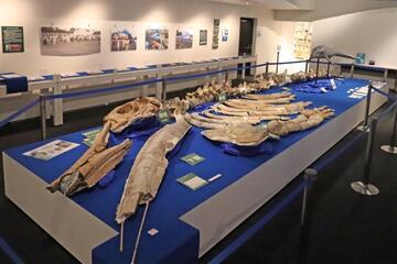 写真：60周年記念展示の様子