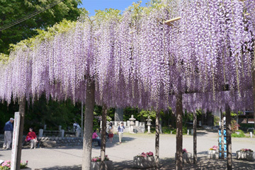 写真：拝島のフジ