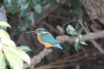 写真：カワセミ