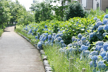 写真：水辺の散歩道