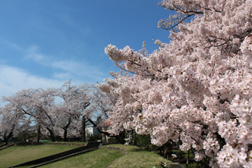 写真：昭和公園の桜