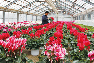 写真：シクラメン栽培