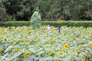 写真：ひまわり迷路