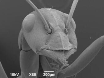 写真：アリの頭部