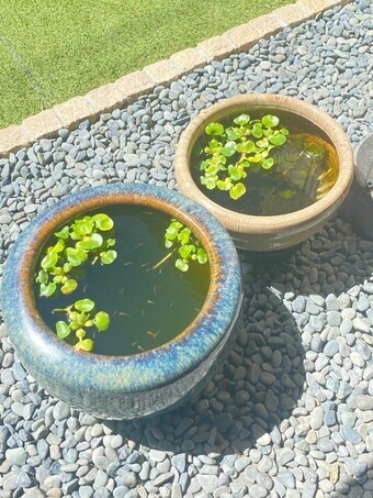 写真：メダカの生育している様子