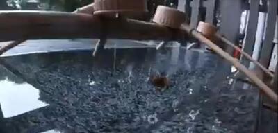 動画サムネイル：あきしまの水が好き動画コンテスト最優秀賞（ショート部門）