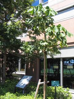 写真：非核平和都市宣言碑とあおぎり