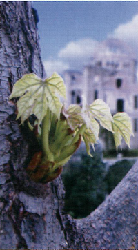 写真：アオギリにたくして