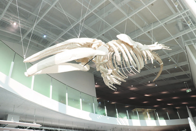 写真：アキシマクジラレプリカ