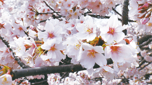 2023年4月1日号表紙の写真