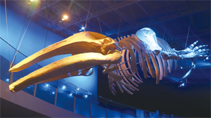 写真：2022年4月1日号表紙