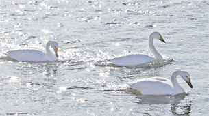 写真：2022年2月1日号表紙