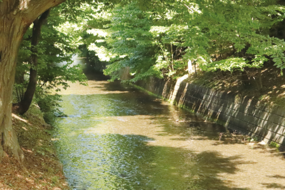 玉川上水の風景写真