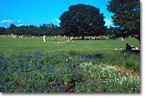 写真：国営昭和記念公園