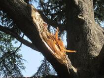 写真：枝の根本