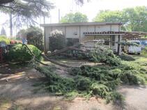 写真：落枝の状況