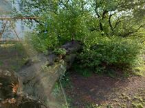 写真：倒れたサクラ（根元側から）