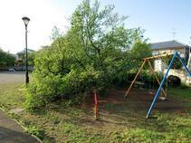 写真：倒れたサクラ（横から）