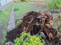 写真：サクラの根の様子