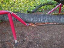 写真：倒れたサクラ（破損した遊具）