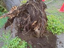 写真：腐ったサクラの根